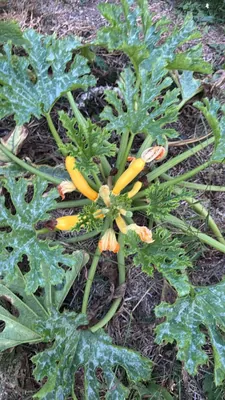 Zucchini Plant (Cucurbita pepo)