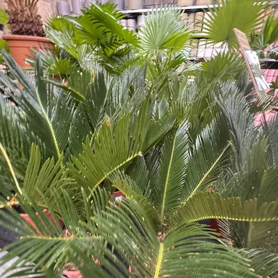 Sago Palm (Cycas revoluta)