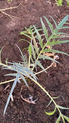 Cardoon (Cynara cardunculus)