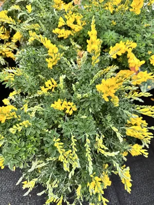 Scotch Broom (Cytisus scoparius)