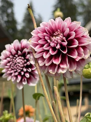 Dahlia (Dahlia pinnata)