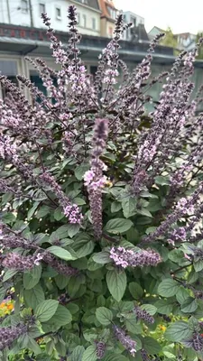 Camphor Basil (Ocimum kilimandscharicum)