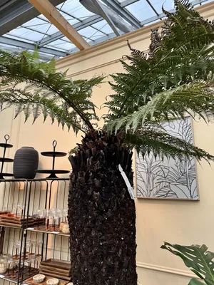 Tasmanian Tree Fern (Dicksonia antarctica)