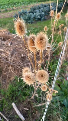 Wild Teasel (Dipsacus fullonum)