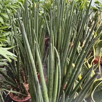 African Spear Plant (Dracaena angolensis)