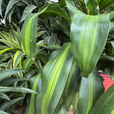 Corn Plant (Dracaena fragrans)