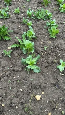 Lactuca sativa var. longifolia (Lactuca sativa var. longifolia)
