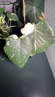 Monstera deliciosa 'Thai Constellation' (Monstera deliciosa 'Thai Constellation')