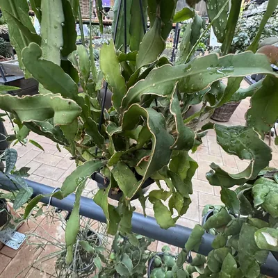 Queen Of The Night Cactus (Epiphyllum oxypetalum)