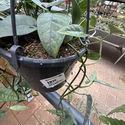 Cebu Blue Pothos (Epipremnum pinnatum)