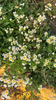 Annual Fleabane (Erigeron annuus)