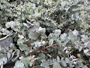 Silver Dollar Eucalyptus (Eucalyptus cinerea)