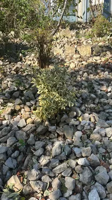 Huso de la fortuna (Euonymus fortunei)