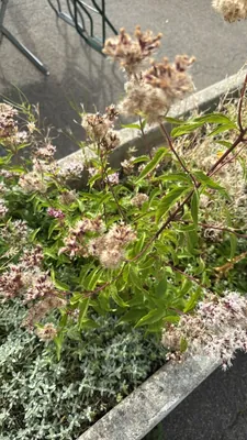 Hemp agrimony (Eupatorium cannabinum)