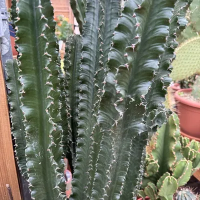 Abyssinian Candelabra Cactus (Euphorbia abyssinica)
