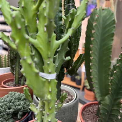 Candelabra Tree (Euphorbia ingens)
