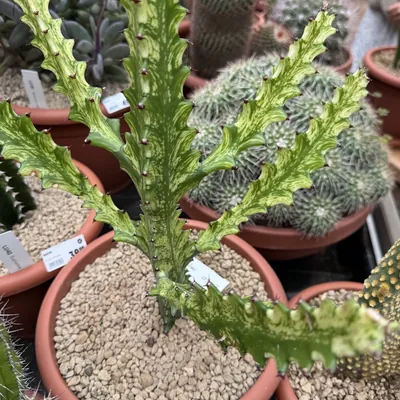 Elkhorn cactus (Euphorbia lactea)