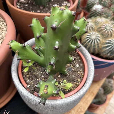 African Milk Tree (Euphorbia trigona)