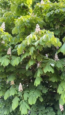 Horse Chestnut (Aesculus hippocastanum)