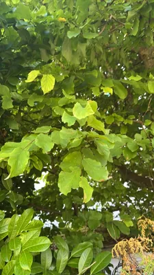 Faia (Fagus sylvatica)