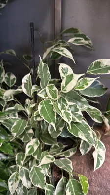 Weeping Fig (Ficus benjamina)