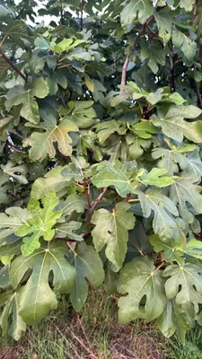 Fig Tree (Ficus carica)