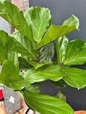 Fiddle Leaf Fig (Ficus lyrata)