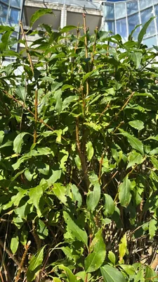 Forsythia viridissima (Forsythia viridissima)