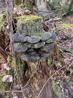 Artist's conk (Ganoderma applanatum)