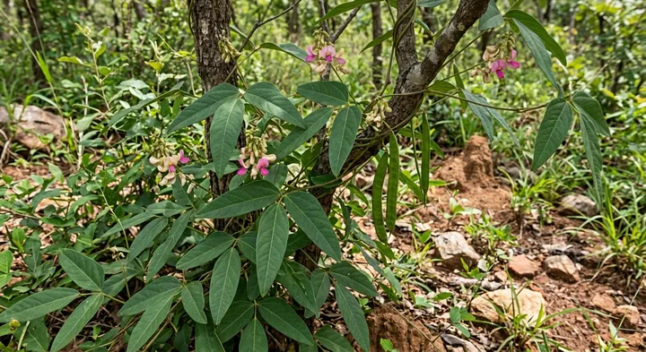 African Yam Bean (Sphenostylis stenocarpa)