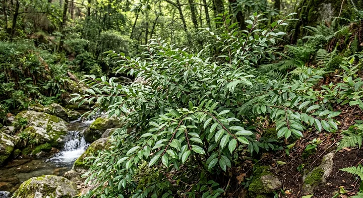 Portuguese Laurel (Prunus lusitanica)