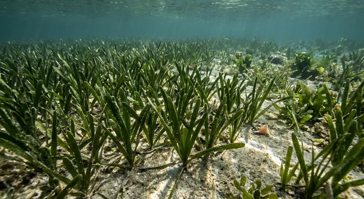 Turtle Grass (Thalassia testudinum)