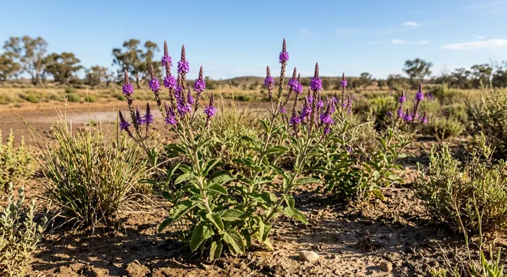 Verbena macrostachya (Verbena macrostachya)