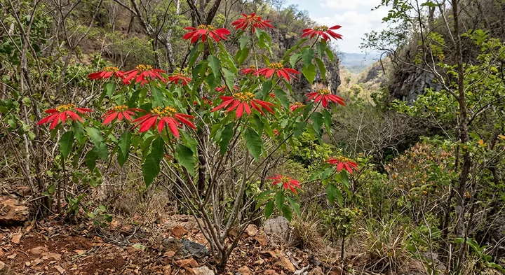 Poinsettia (Euphorbia pulcherrima)