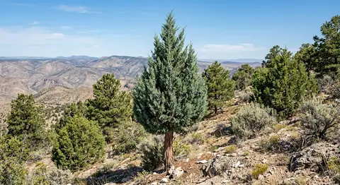 Juniperus scopulorum 'Blue Pyramid' (Juniperus scopulorum 'Blue Pyramid')