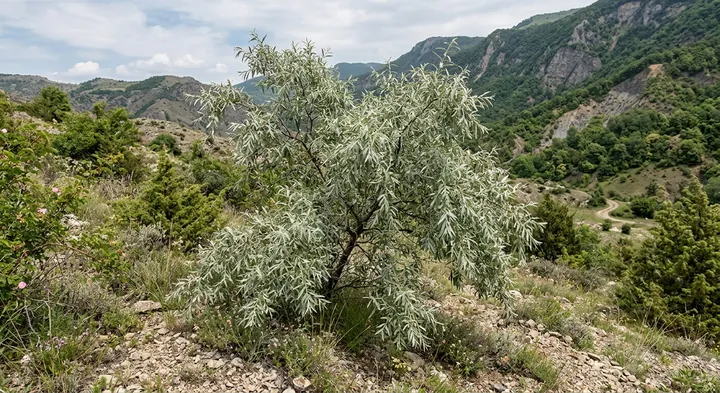 Willow-leaf Pear (Pyrus salicifolia)