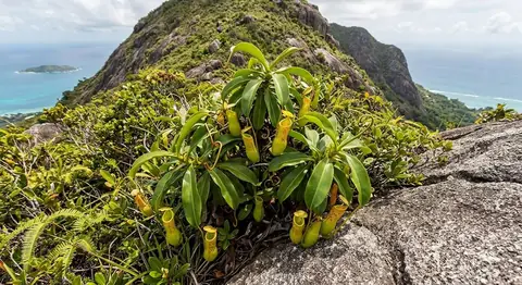 Anurosperma (Anurosperma)