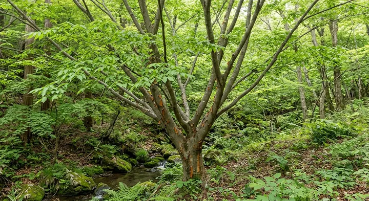 Japanese zelkova (Zelkova crenata)