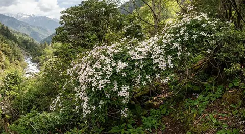 Clematis montana (Clematis montana)