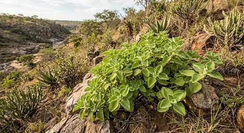 Coleus amboinicus (Coleus amboinicus)