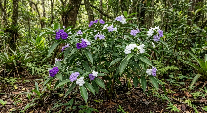 Brazilian Brunfelsia (Brunfelsia brasiliensis)