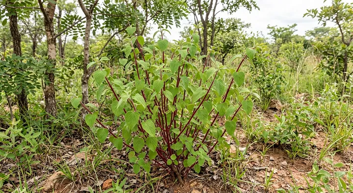 Alpine Sorrel (Tinnea antiscorbutica)