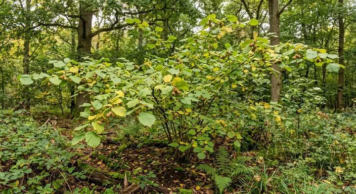 Hazelnut (Corylus avellana)