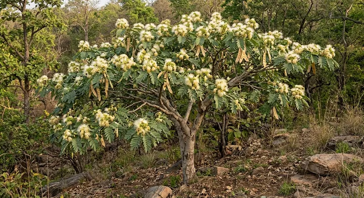 Indian Mimosa (Acacia speciosa)