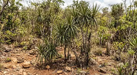 Dracaena marginata (Dracaena marginata)