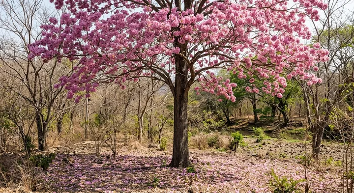 Rosy Trumpet Tree (Tabebuia rosea)