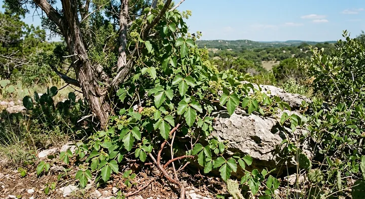 Sugar-Vine (Cissus trifoliata)