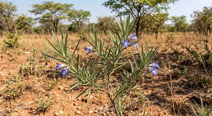 Blue Mist Flower (Tinnea coerulea var. linearifolia)