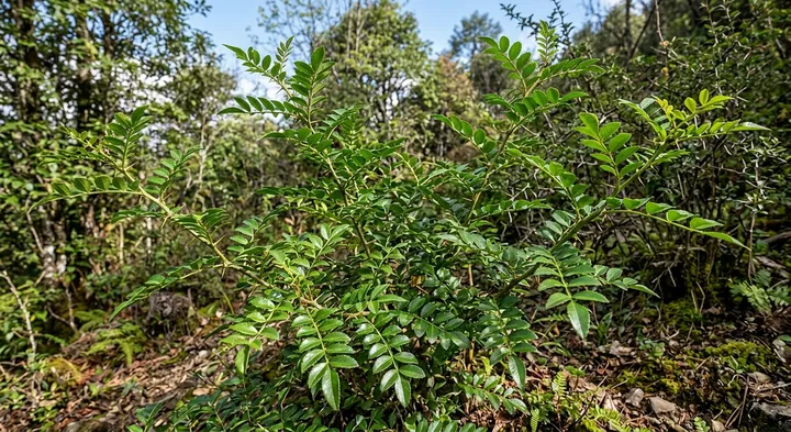 Dwarf prickly ash (Zanthoxylum acanthopodium var. deminutum)
