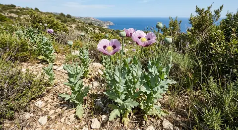 罌粟 (Papaver somniferum)